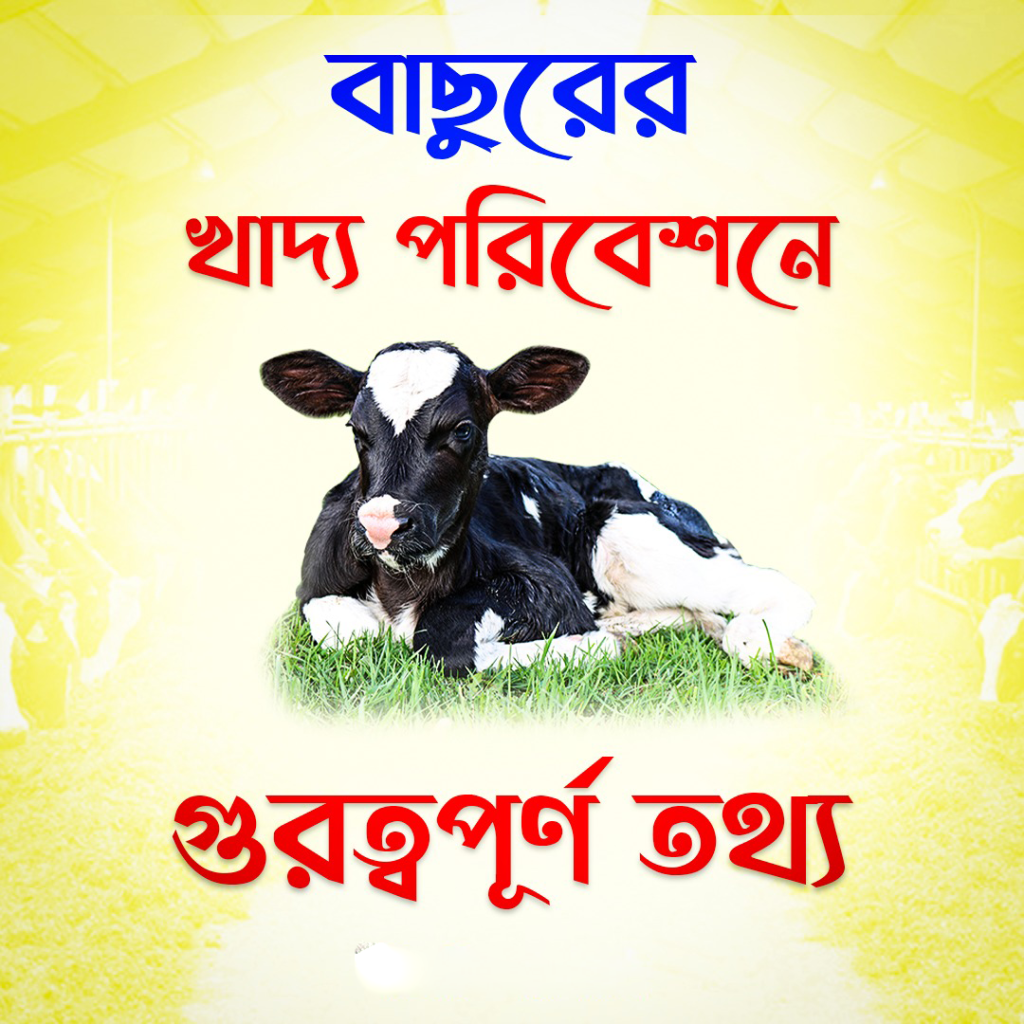 বাছুরগরুরজন্যসঠিকখাদ্যপরিবেশন